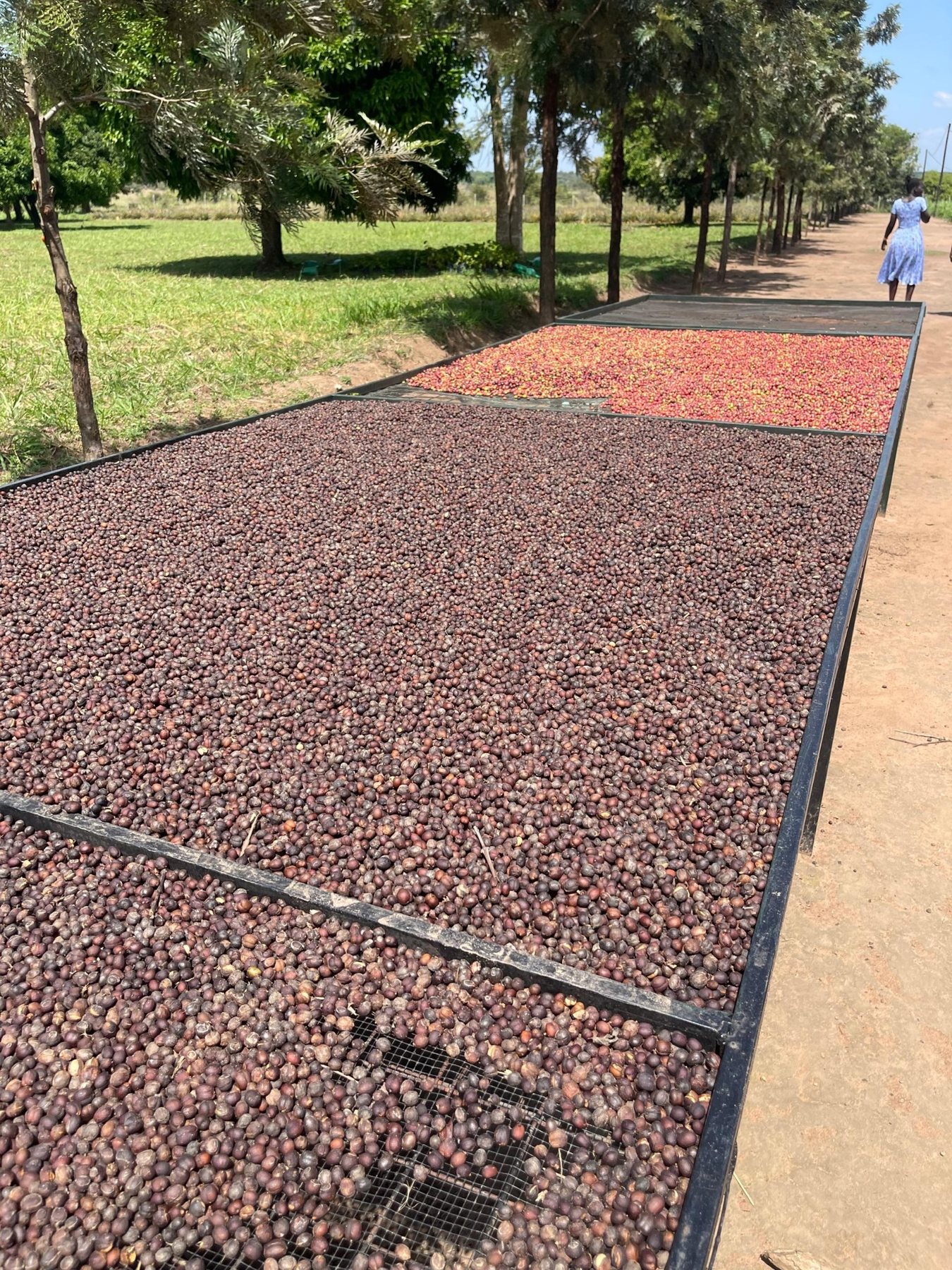 Agricultural produce drying on raised drying beds