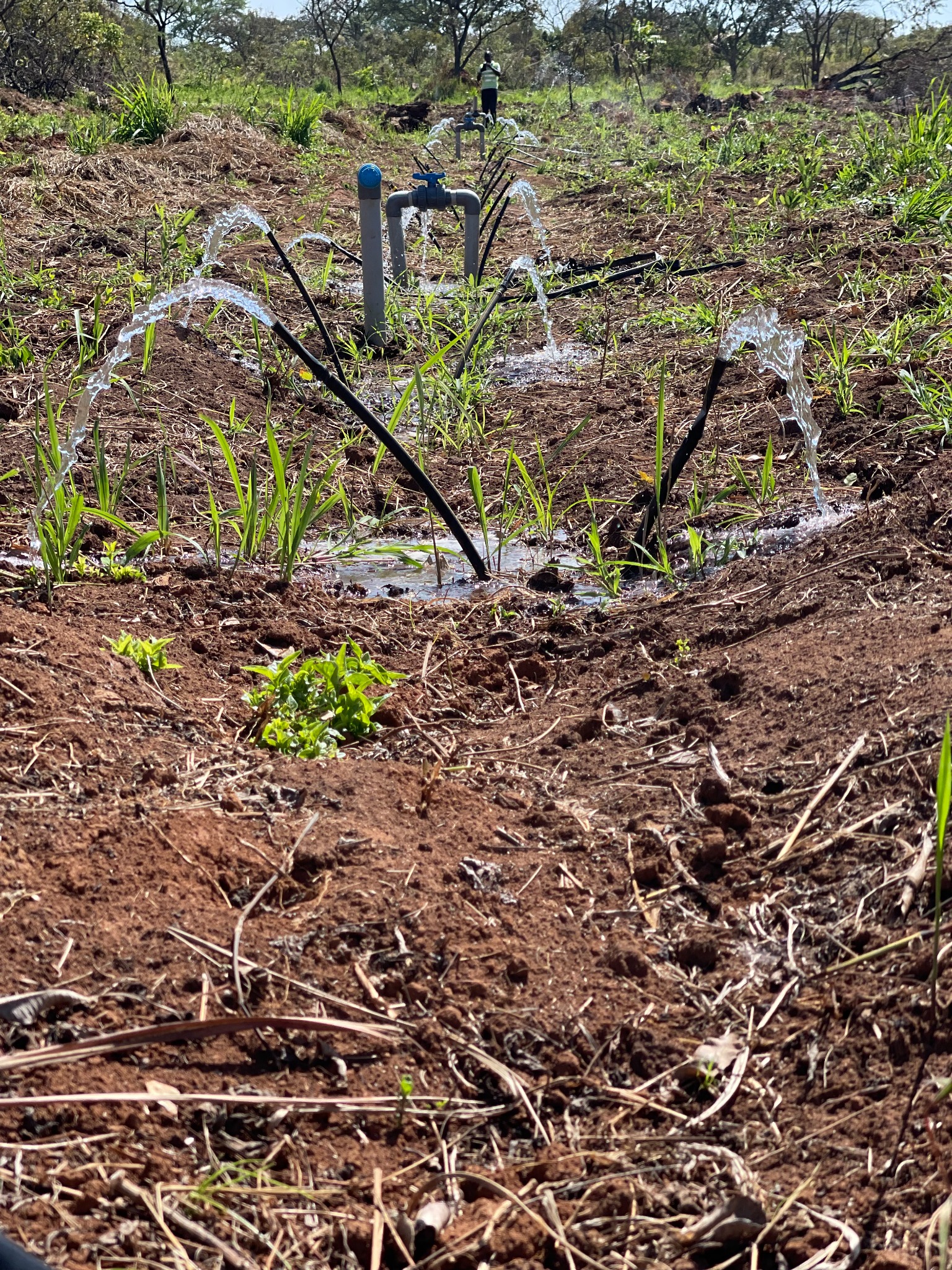 Climate-smart irrigation system watering crops in a field